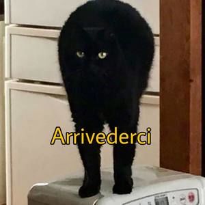 Meet your Posher, Grace